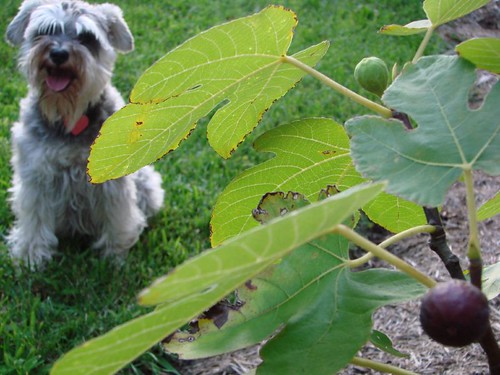 dog and fig
