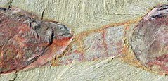 Fossil detail