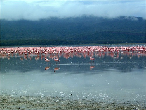 你拍攝的 11 Lake Nakuru - Flamingo。