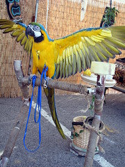 100 Things to see at the fair #46: Blue & Yellow Macaw