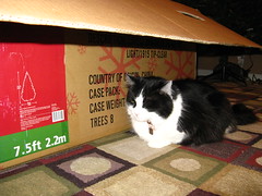 Josie and the Christmas tree box