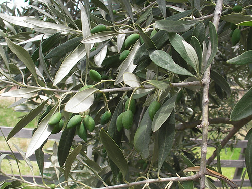 Kalamata Olives Growing