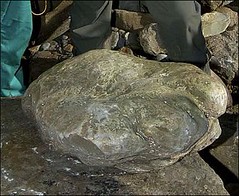 biggest ever stegosaurus footprint found