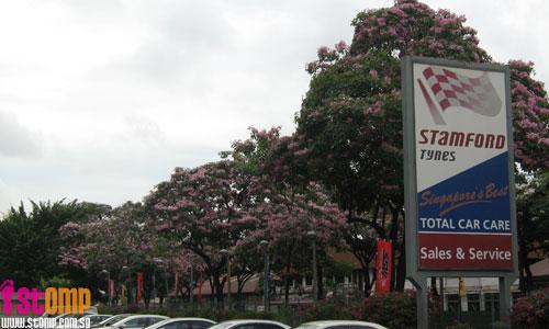 Beautiful pink flowers in Jurong resemble cherry blossoms