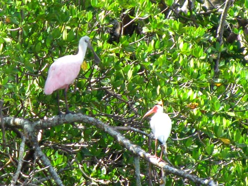IMG_5787-Estero-Bay-spoonbill-ibis