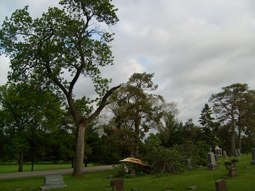Cemetery Tree