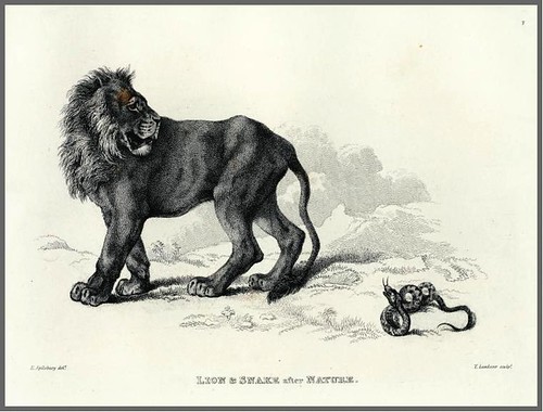 03-Lion and snake after nature