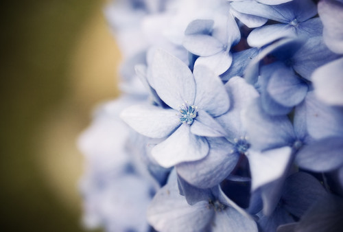 フリー写真素材|花・植物|アジサイ科|紫陽花・アジサイ|紫色の花|