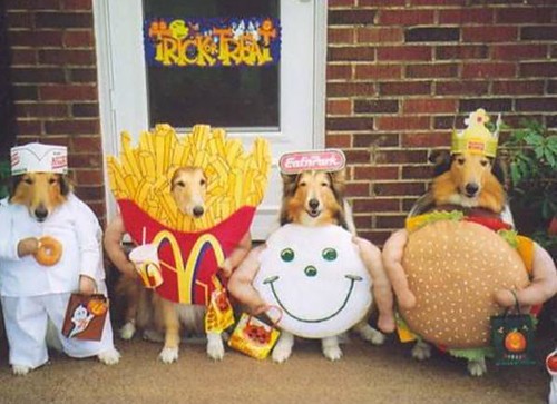 funny dogs dressed up. -dogs-dressed-up-in-f
