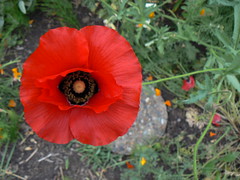 Red poppy in the front yard