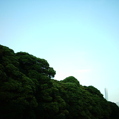 【写真】ミニデジで撮影した浜離宮恩賜庭園を取り囲む木々