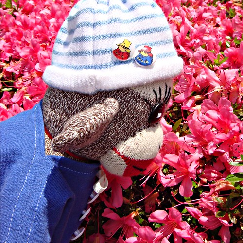 Ken is a boy sock monkey who likes to look at the pretty flower blossoms, too! (by martian cat)