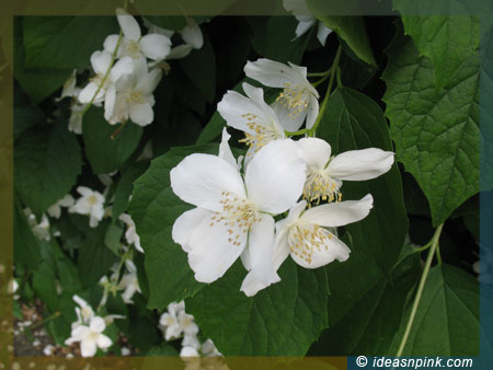 flowers-white