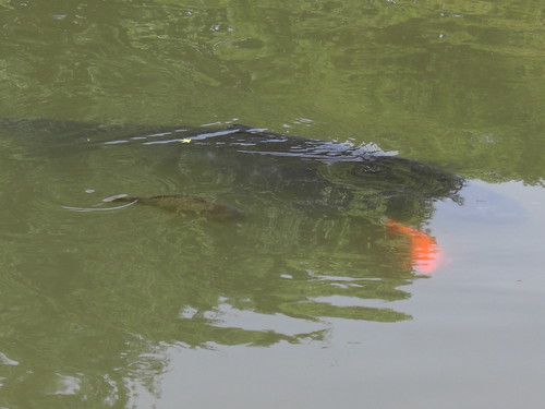 謎の巨大魚＠日比谷公園