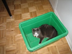 Mitsuru in Recycling Box