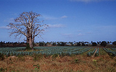 Baobab and sisal, near Mombassa, Kenya, 1995
