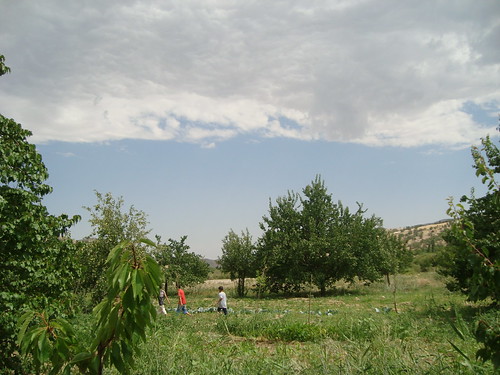 Apricot trees of the MALATYA by [Turker).