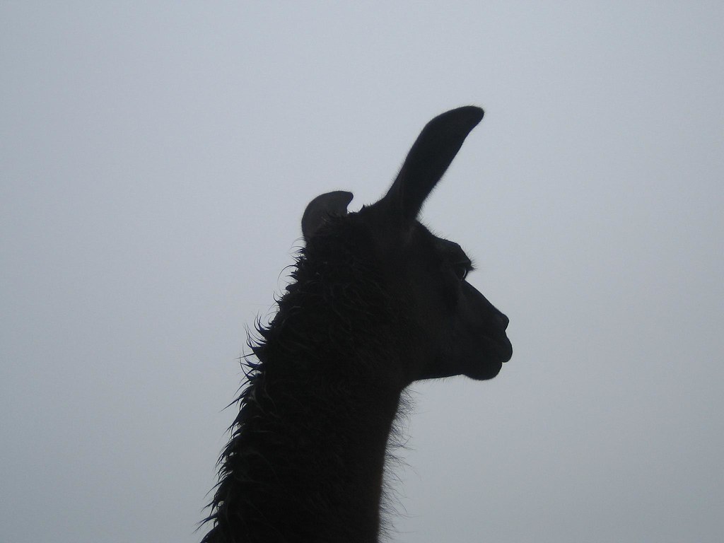 Llama, Peru