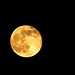 Moon over Texas 0277 11-13-08
