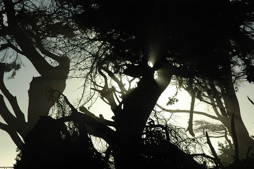 Solar Tree Shadow, Monterey Cypress trees, Ocean Mist, Santa Cruz, California, USA by Wonderlane