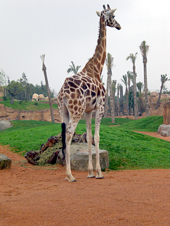 giraffe-valencia-zoo