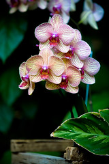 Orchids-6
