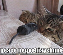 funny-pictures-cats-mouse