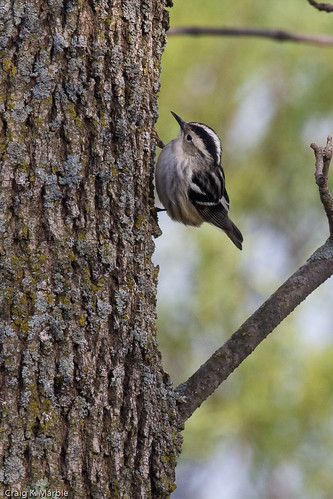 Black and White Warbler (1 of 2)