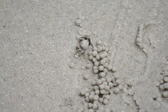 Closeup of crab