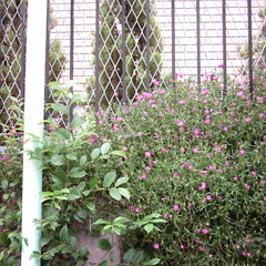 【写真】ミニデジで撮影した石垣の上に咲くピンクの花