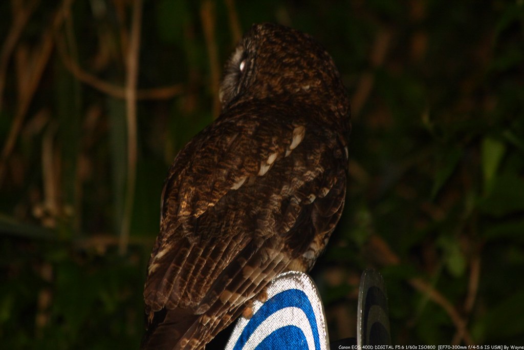 Tawny Wood Owl 灰林鴞 - IMG_8847