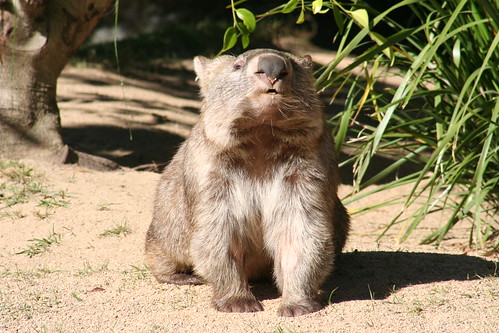 A face only a mother wombat could love?