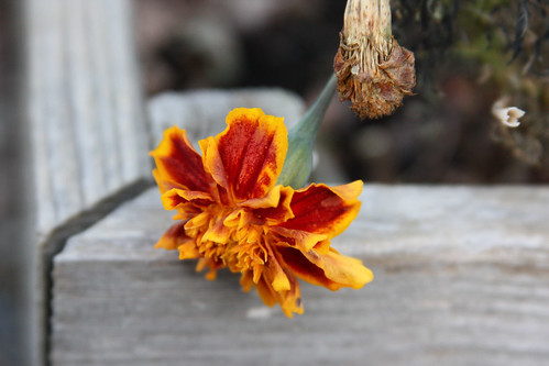 Dying Marigold by interchangeableparts