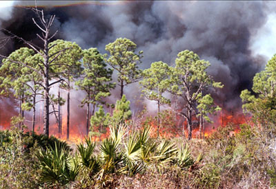 Florida scrub wildfire