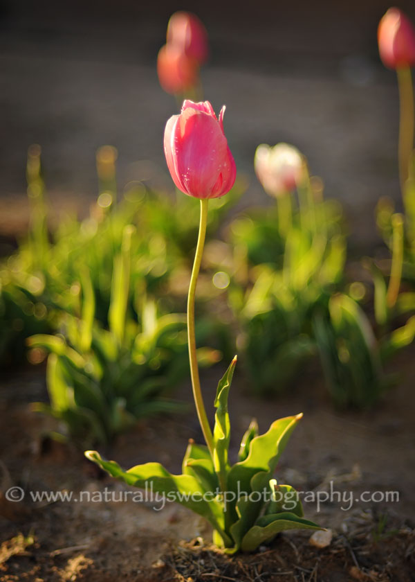 tulip 1 rs