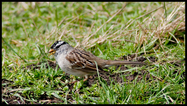 Star Winery White Crowned Sparrow 3-26-11
