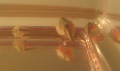 Triops, day 13