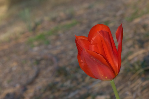 Tulip at dusk