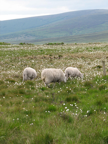 Sheep Crossing near Glendallough