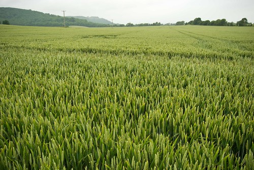 Wheat Fields, South Downs