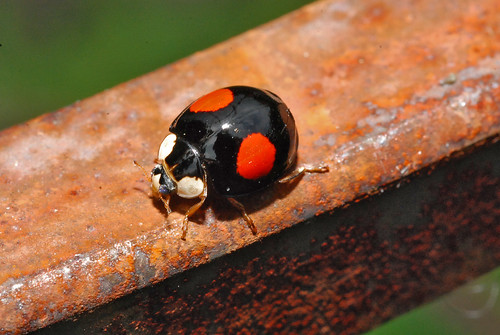 Marienkäfer ladybug 080637 025