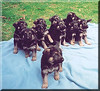 german-shepherd-puppies-blanket
