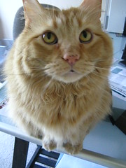 Jasper on the desk