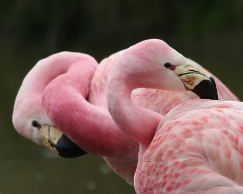 Two more flightless flamingoes