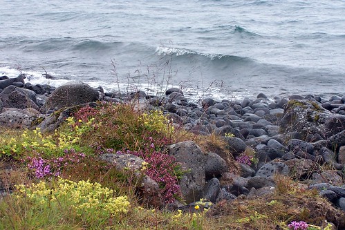 on the beach of lake Þingvallavatn