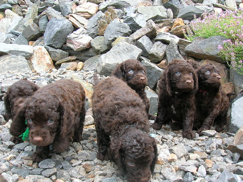 Six American Water Spaniel puppies playing in the moutains