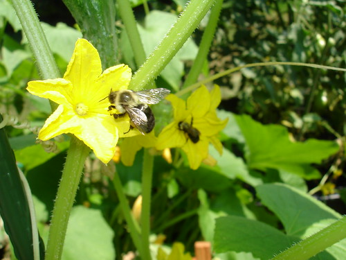 Bees in the cucumbers