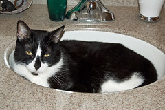 Cat in Sink