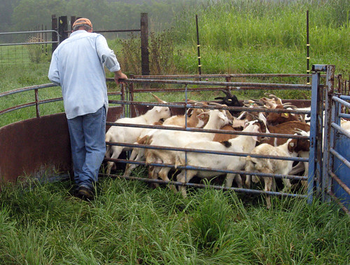Jeff Semler works the goats in the handling system