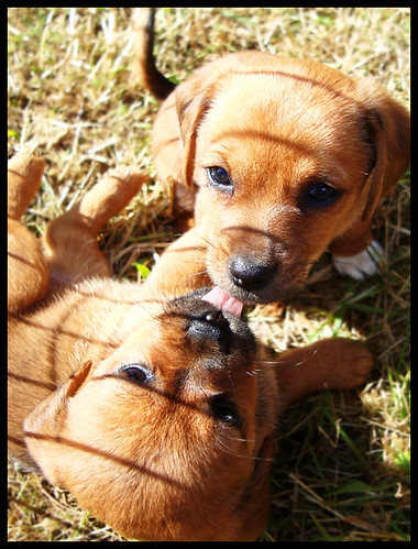 pics of cute puppies and dogs. Cute Puppies 1